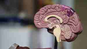 brown brain decor in selective-focus photography. See an anxiety therapist in Michigan.