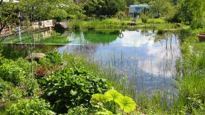 Schwimmteich