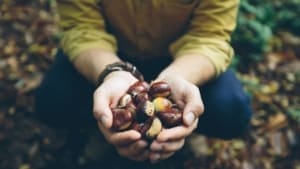 SURVIVAL TIPS WILD