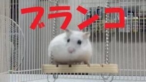 swing-movie