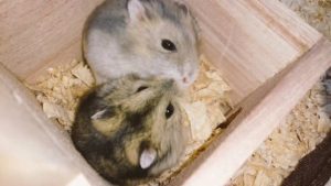 cry-hamsters