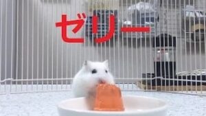 jelly-movie