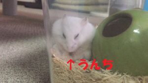 うんちを食べるハムスター