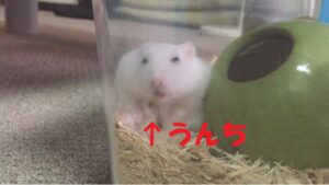 うんちを飛ばすハムスター