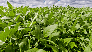 ar header cultivo de soja