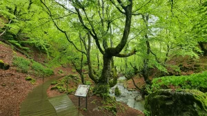 Lee más sobre el artículo Ruta Faedo de Ciñera y Hoces del Villar, León