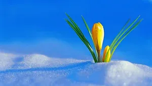 yellow flower in snow