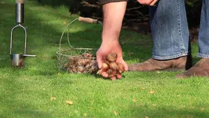 man planting plant bulbs
