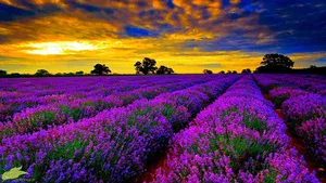 lavender