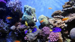 marine life and blue economy