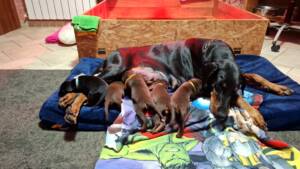 Dobermann cuccioli Allevamento della Selviata