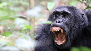 Uganda’s Best Safari Parks