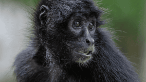 Young mountain gorilla