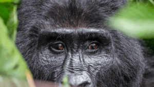 Uganda Vs Rwanda Gorilla Trekking