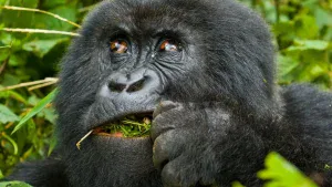Nkuringo Gorilla Trekking Sector