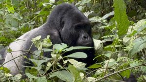 Best gorilla trekking