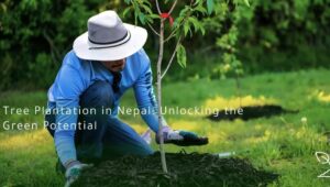 Tree Plantation in Nepal
