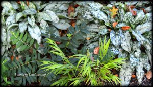Read more about the article 3 SHADE GARDEN DESIGN INSIGHTS