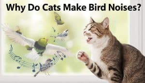 Why Do Cats Make Bird Noises