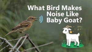 What Bird Makes Noise Like Baby Goat