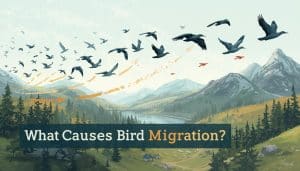 What Causes Bird Migration
