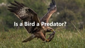 Is a Bird a Predator