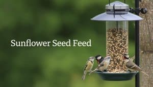 Sunflower Seed Feeders Birds