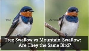 Is a Tree Swallow And Mountain Swallow the Same Bird?