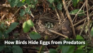 How Birds Hide Eggs from Predators