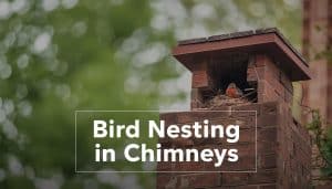Bird Nesting in Chimneys