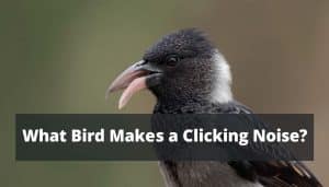 What Bird Makes a Clicking Noise