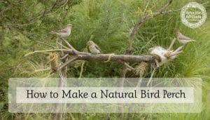 How to Make a Natural Bird Perch