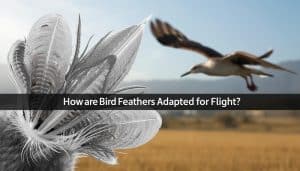 How are Bird Feathers Adapted for Flight
