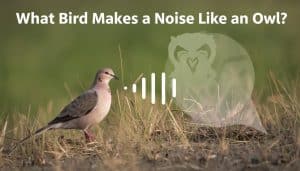 What Bird Makes a Noise Like an Owl