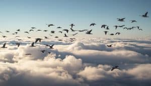 How High Do Birds Fly When Migrating