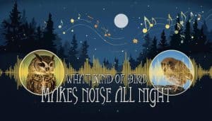 What Kind of Bird Makes Noise All Night