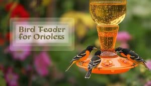 Bird Feeder for Orioles