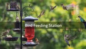 Bird Feeding Station