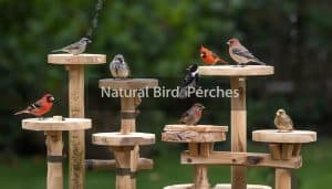 Natural Bird Perches: