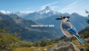 What is a Mountain Jay Bird
