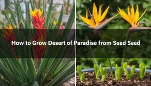 How to Grow Desert Bird of Paradise from Seed
