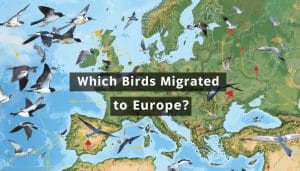 Which Birds Migrate to Europe