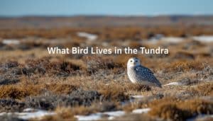 What Bird Lives in the Tundra