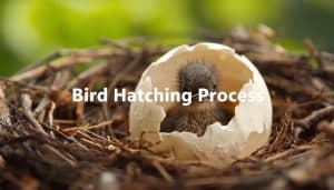 BIrd Hatching Proces