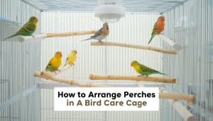 How to Arrange Perches in a Bird Cage