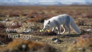 What Tundra Animal Eats Bird Eggs
