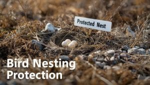 Bird Nesting Protection