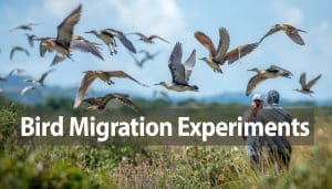 Bird Migration Experiments