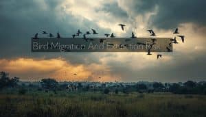 Bird Migration And Extinction Risk