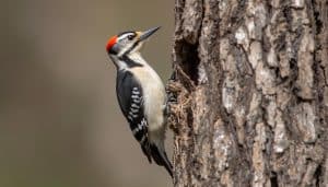 Is Woodpecker a Perching Bird